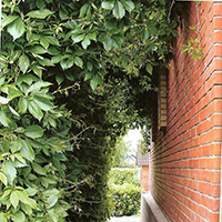 Виноград Девичий