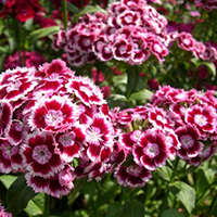 Гвоздика Турецкая