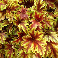 Гейхера Голден Зебра