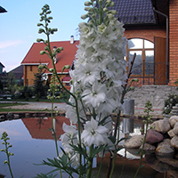 Дельфиниум