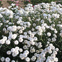 Жемчужница