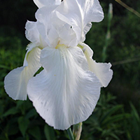 Ирис Гимений