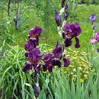 Ирис Гранатовый