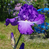 Ирис Летучий Голландец