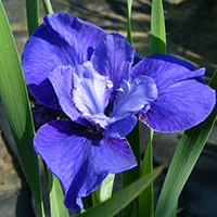 Ирис Сибирский Синий