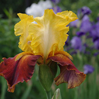 Ирис Фиеста