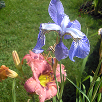Ирис