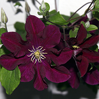 Клематис Варшавская Ночь