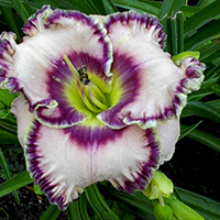 Лилейник Бестселлер