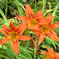 Лилейник Видовой