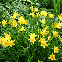 Лилейник желтый