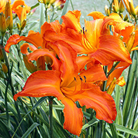 Лилейник Примал Скрим