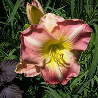 Лилейник Черри Тайгер