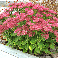 Очиток Видный