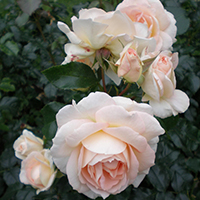 Роза Флорибунда