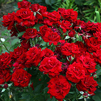 Роза Флорибунда