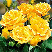 Роза Флорибунда