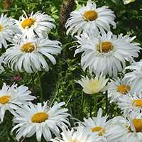 Ромашка Садовая