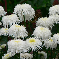 Ромашка Фиона