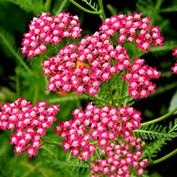 Тысячелистник