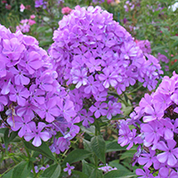 Флокс Лунный