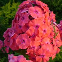 Флокс Москвичка