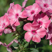 Флокс Народный