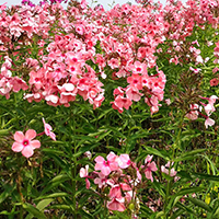 Флокс Оленька