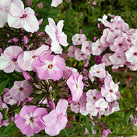 Флокс Пикассо