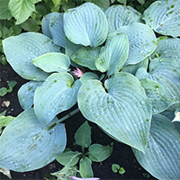 Хоста Блюберри Мафен