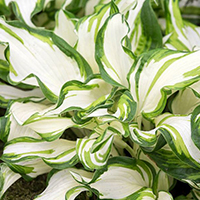 Хоста Волнистая