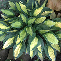 Хоста Джипси Роуз