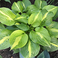 Хоста Манго Танго