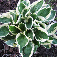 Хоста Патриот