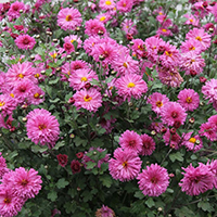 Хризантема