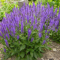 Шалфей Дубравный