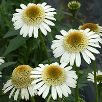 Эхинацея Белая