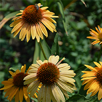 Эхинацея Биг Кахуна