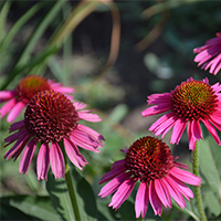 Эхинацея Канди