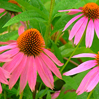 Эхинацея Пурпурея