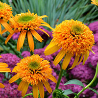 Эхинацея Секрет Глоу
