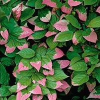 Актинидия Коломикта