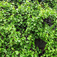 Виноград Амурский