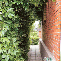 Виноград Девичий - VIP Ландшафт