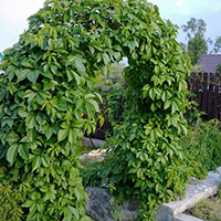 Виноград Девичий - VIP Ландшафт