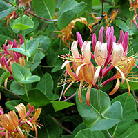 Жимолость Каприфоль