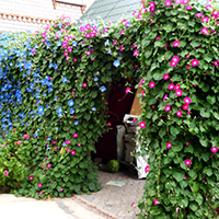 Ипомея в саду