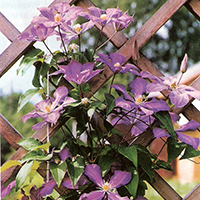 Клематис на пергало