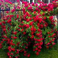 Роза Плетистая Фламентанц