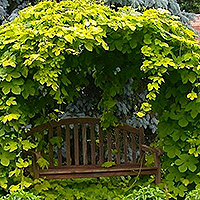 Хмель в саду